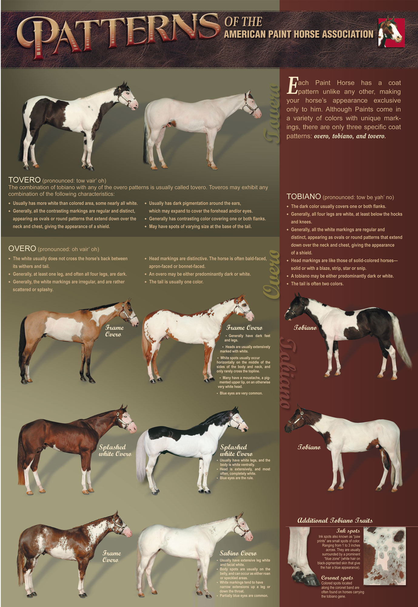 Zucht Swiss Paint Horse Association