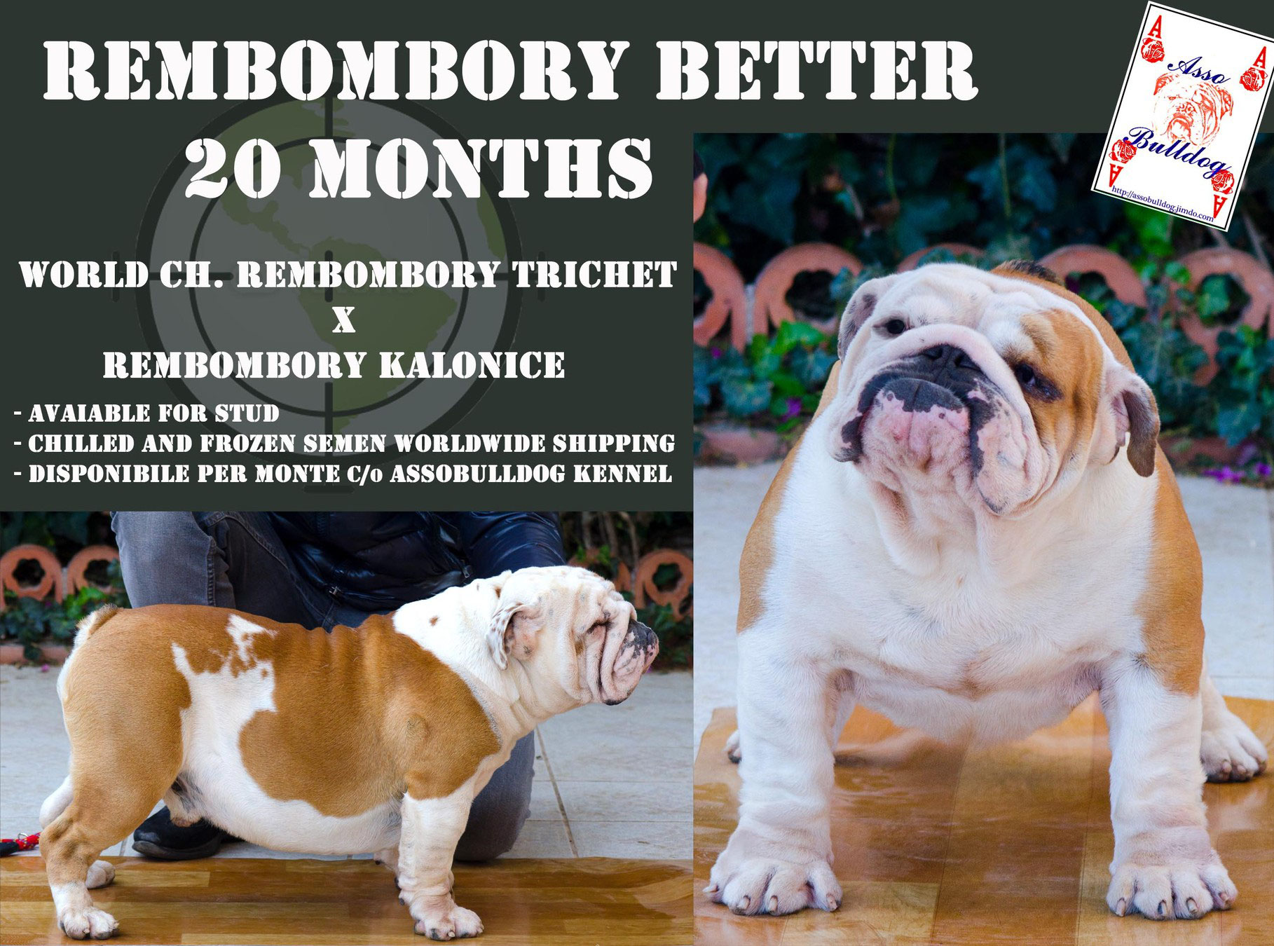 Campione Rembombory Better Allevamento Assobulldog Di Antonino