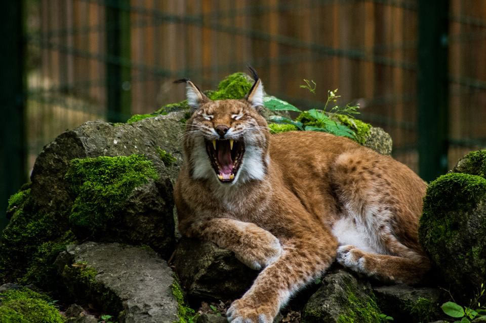 Schweinfurt Wildpark Schweinfurtführer Ein Führer Durch - 