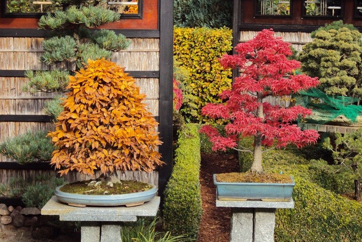 Bonsai Galerie Bonsai Arbeitskreis Steinfurt