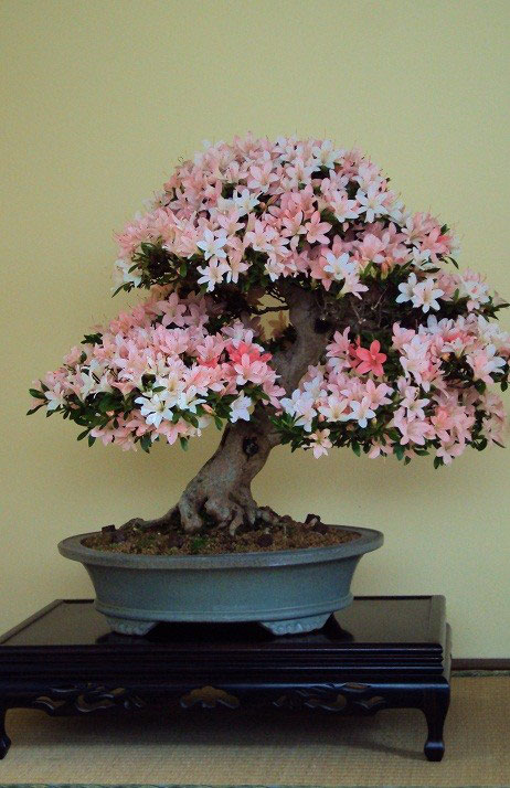 Bonsai Galerie Bonsai Arbeitskreis Steinfurt
