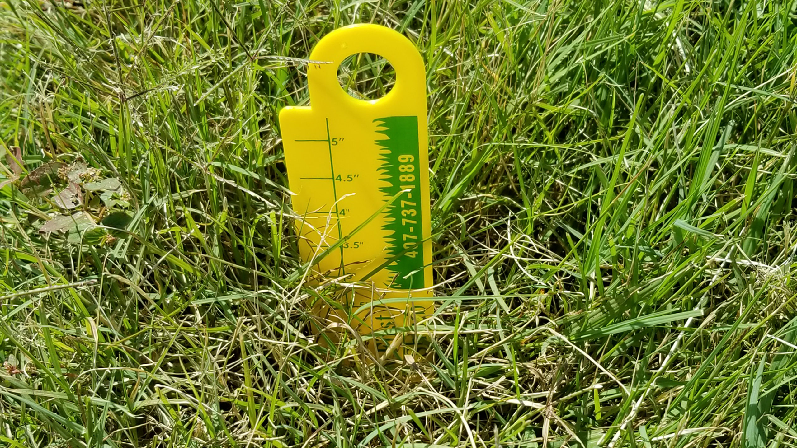 Zoysia Grass Cut Down Quality First Lawn And Shrub Care Inc.