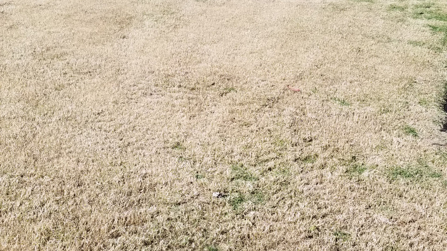 Zoysia Grass Cut Down Quality First Lawn And Shrub Care Inc.