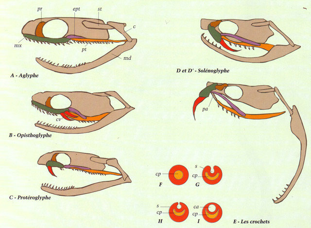 Les Diff rentes Dentitions Site Jimdo De Shadows passion les-diff-rentes-dentitions-site-jimdo-de-shadows-passion