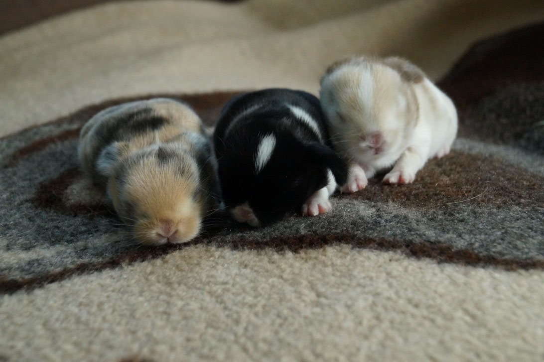 Steffis Kaninchenwelt De Steffis Kaninchenwelt De Nhd Zwergwidder Minilop Monschau