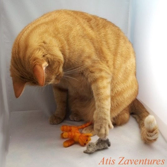 Laine Cardee Site Jimdo De Atis Chaton