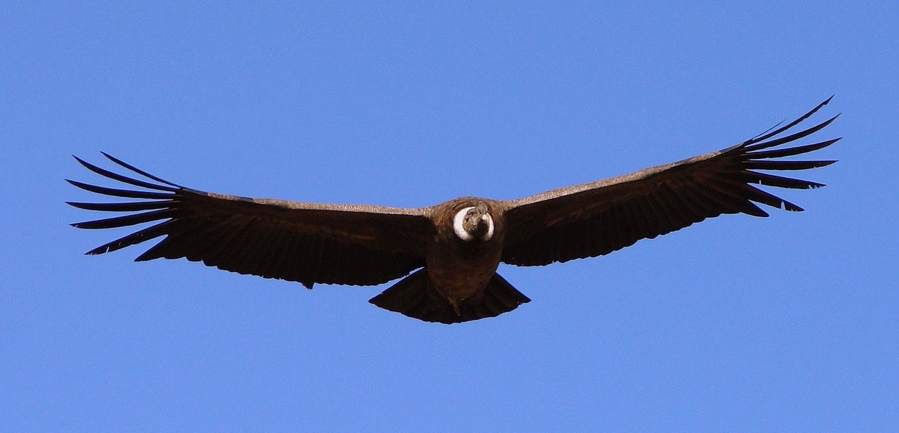 Las Aves Mas Grandes Del Mundo Ecoworking