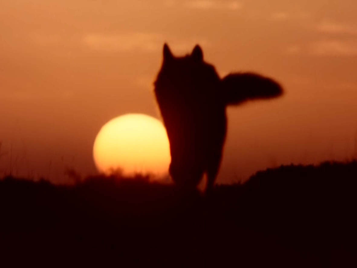 El Lobo Comparte Con El Hombre El Destino De La Tierra Ecoworking