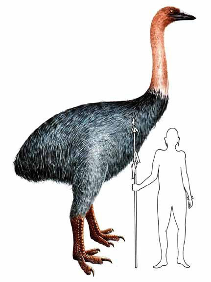 p%C3%A1jaro-elefante-aepyornis.jpg