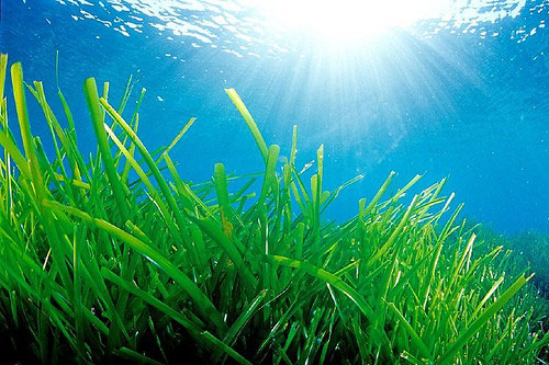 La posidonia del Mediterráneo