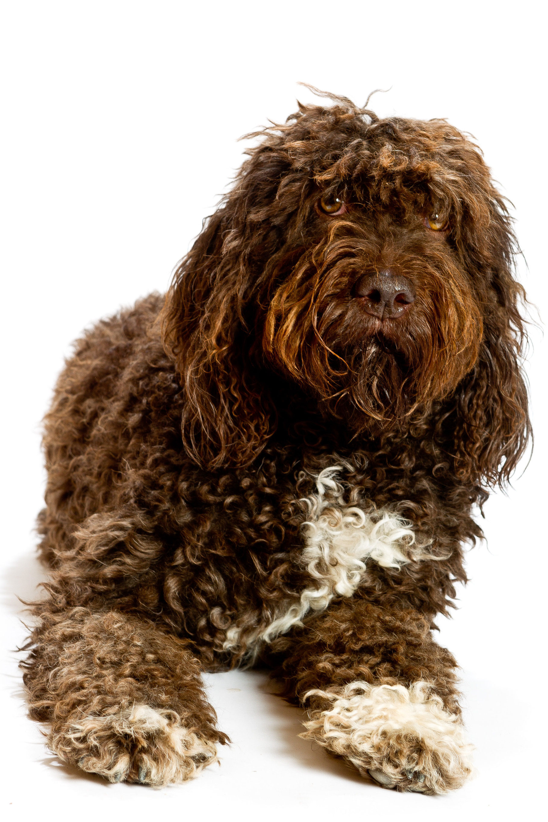 Barbet Unsere Hunde Barbet Franzosischer Wasserhund Und Feldenkrais