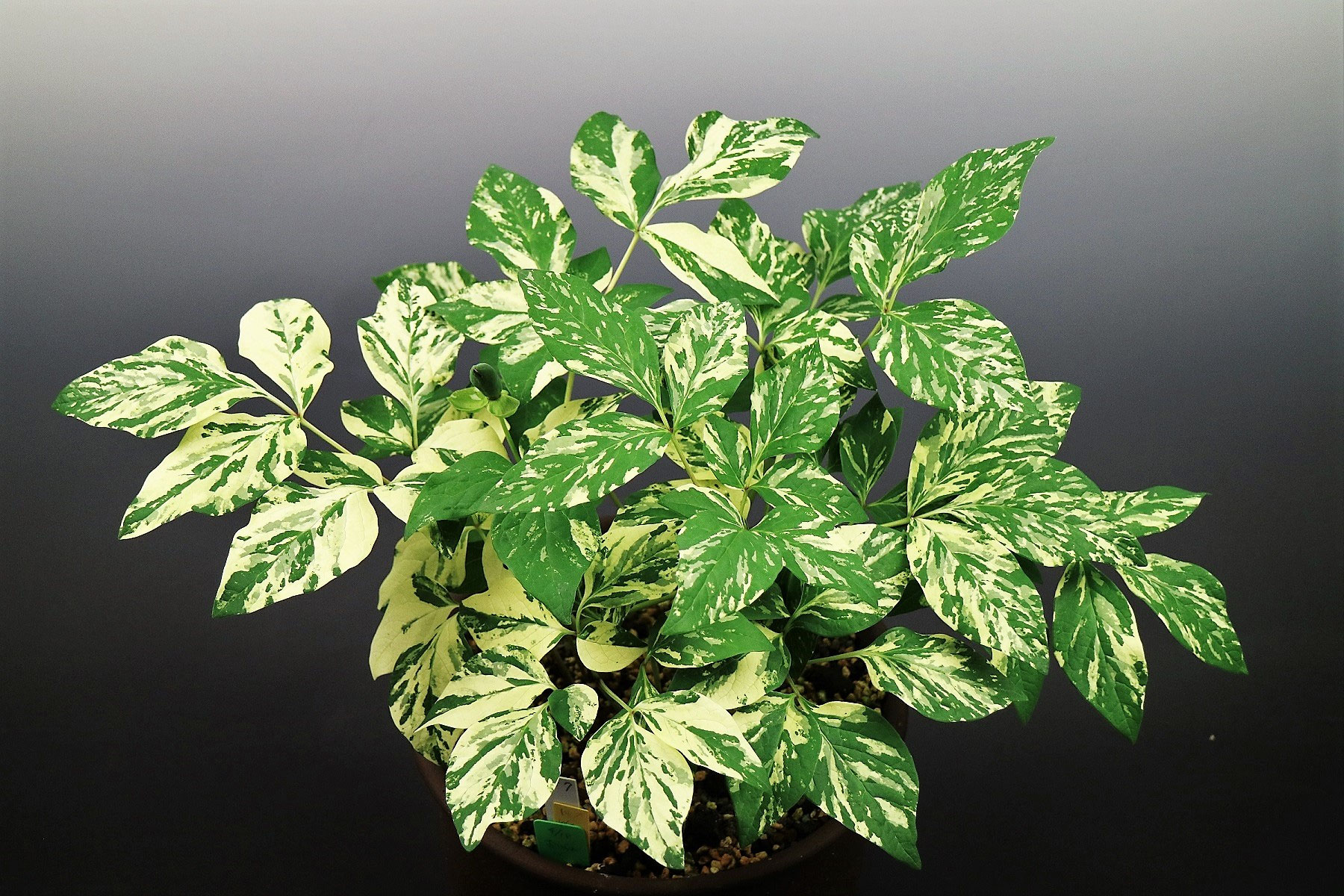 ファグラエア　ベルテロアナ　斑入り　レア　枝多数　ハワイ原産 ファグラエア ベルテロアナ 斑入り レア 枝多数 ハワイ原産