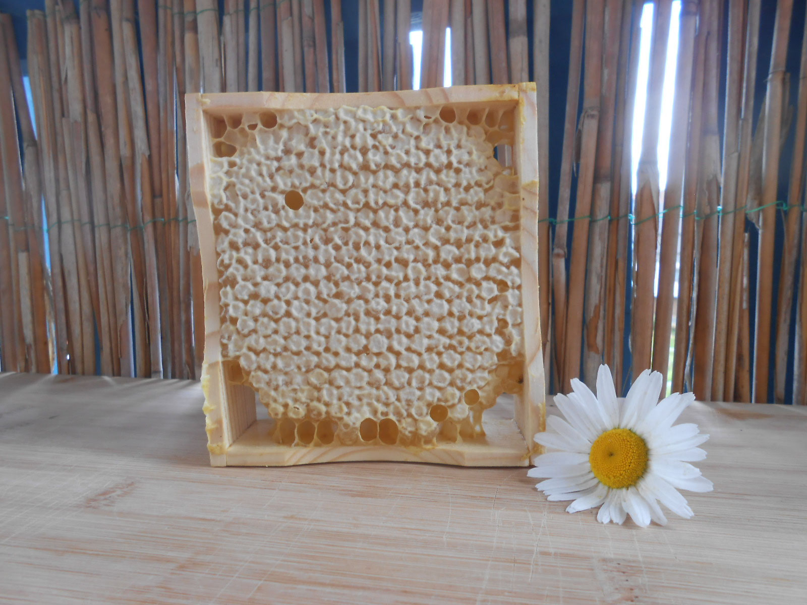 Wabenhonig kaufen,Honigwabe im Holzrahmen,Naturwabenbau,Honigwabe kaufen,bestellen,Deutscher ...