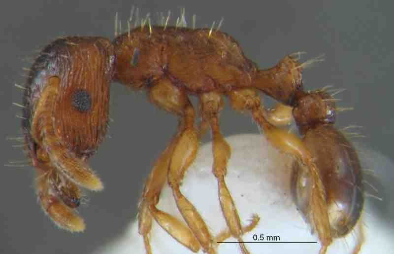 Strongylognathus caeciliae (Forel, 1897) Mirmecología