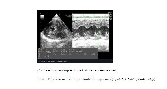 Feline Hypertrophic Cardiomyopathy Hcm Association Europeenne Du Devon Rex Aedrex Feline Hypertrophic Cardiomyopathy Hcm Association Europeenne Du Devon Rex Aedrex