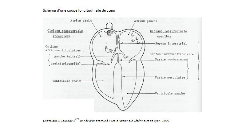La Cardiomyopathie Hypertrophique Du Chat Cmh Association Europeenne Du Devon Rex Aedrex