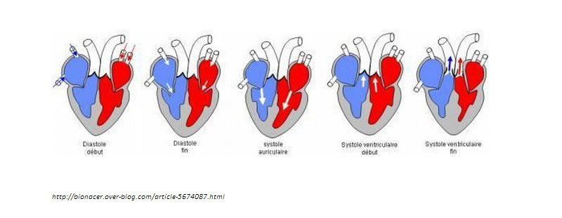 Feline Hypertrophic Cardiomyopathy Hcm Association Europeenne Du Devon Rex Aedrex Feline Hypertrophic Cardiomyopathy Hcm Association Europeenne Du Devon Rex Aedrex