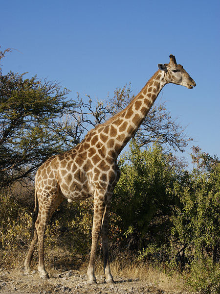 Angolan Giraffe - Jagd und Gästefarm Ondombo, Namibia, Afrika