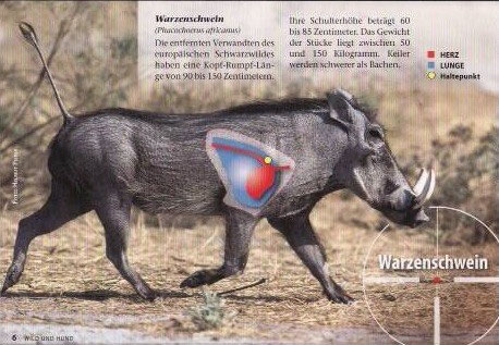 Warthog Jagd Und Gastefarm Ondombo Namibia Afrika