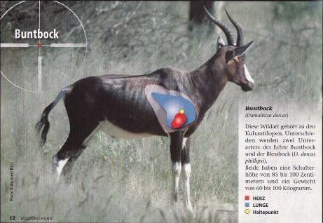 Blesbok Jagd Und Gastefarm Ondombo Namibia Afrika