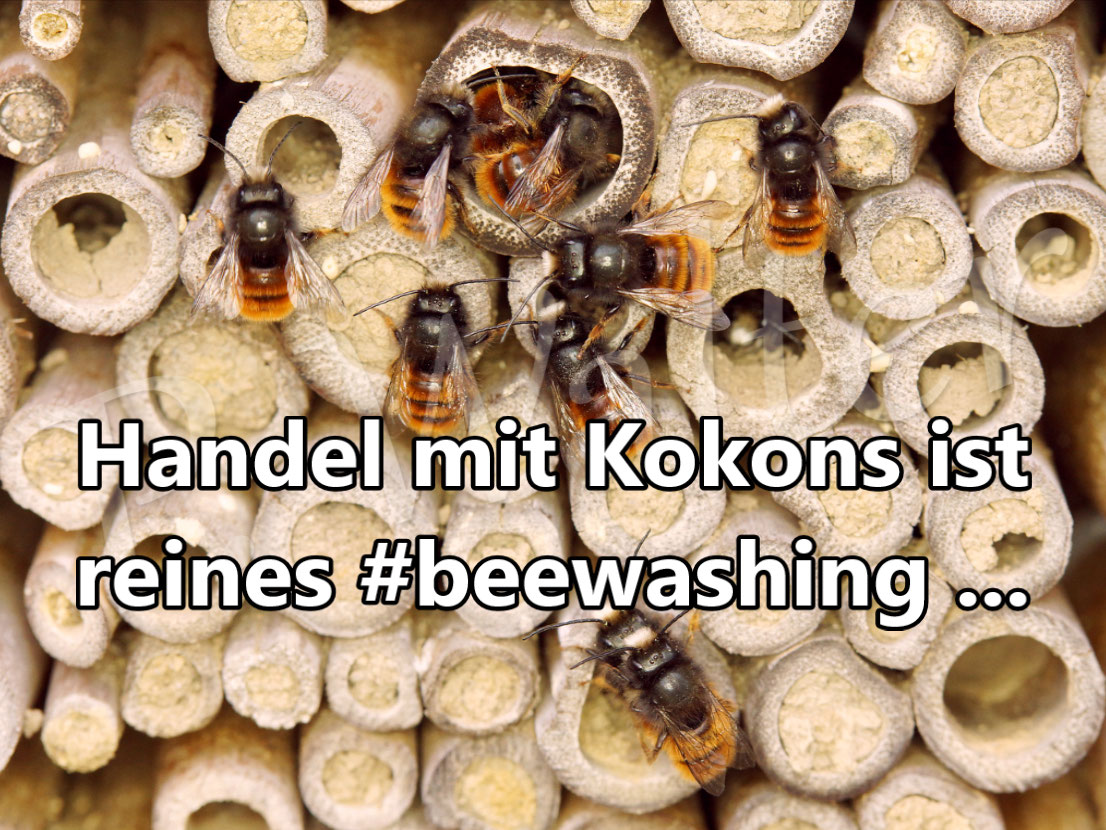 Wildbienen kaufen ? Wildbienen & Co. Fotos, Infos, Tipps