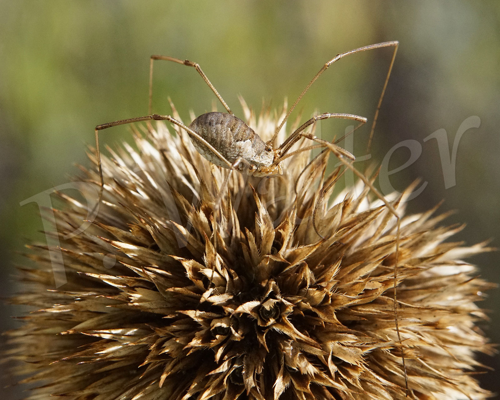 Weberknechte Wildbienen & Co. Fotos, Infos, Tipps