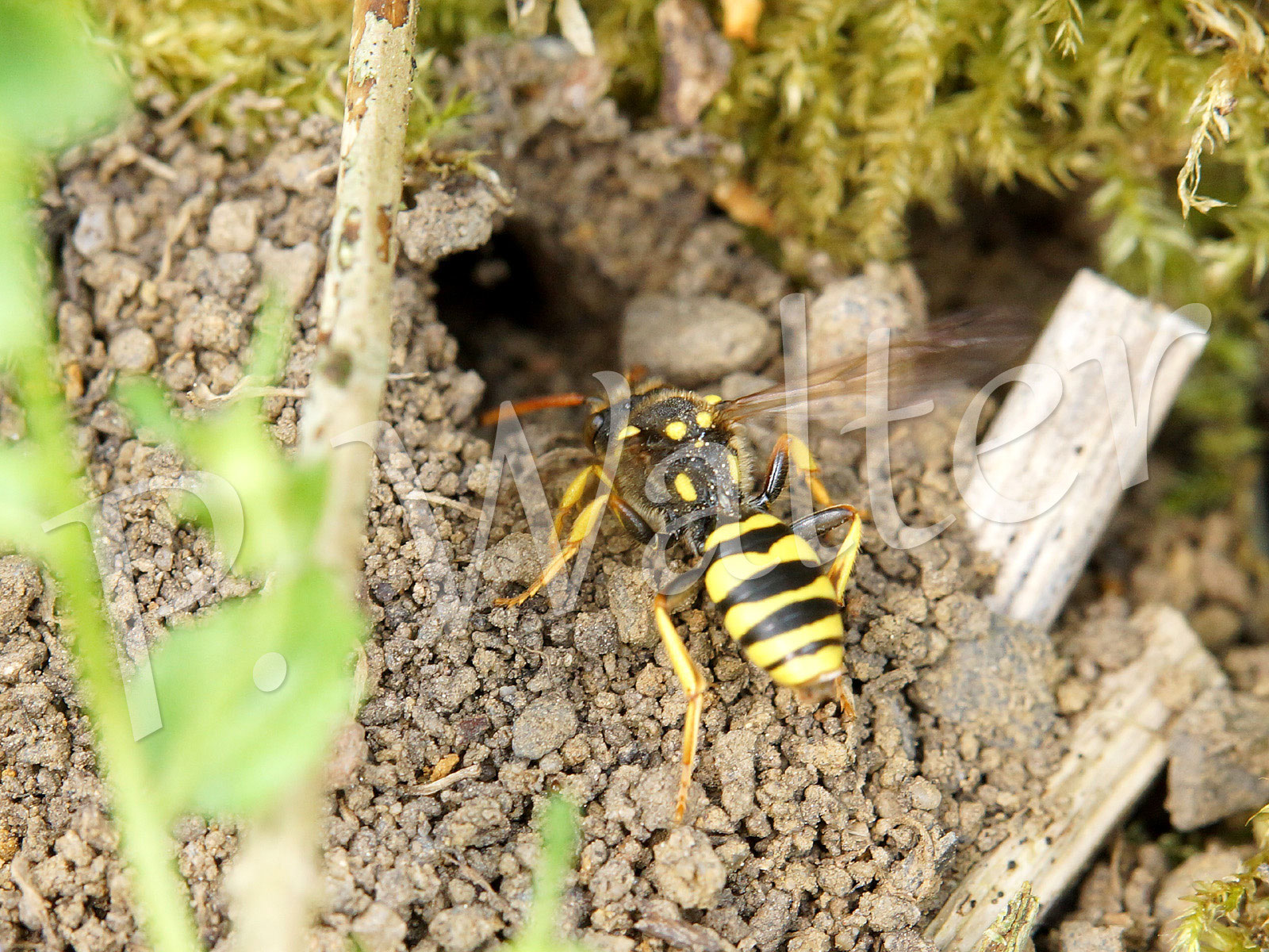 Wildbienen In Einem Buckeburger Garten Nabu Bueckeburg