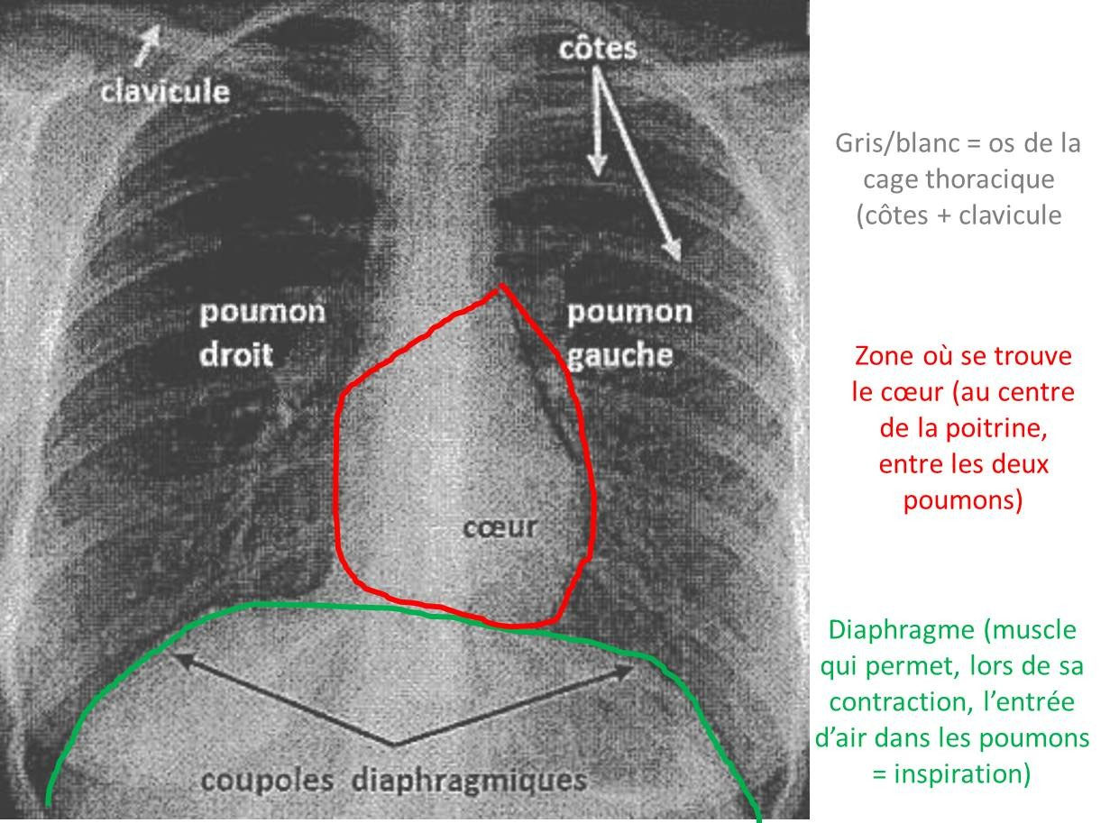 Chapitre 5 l'approvisionnement du sang en dioxygène (O2) Site de