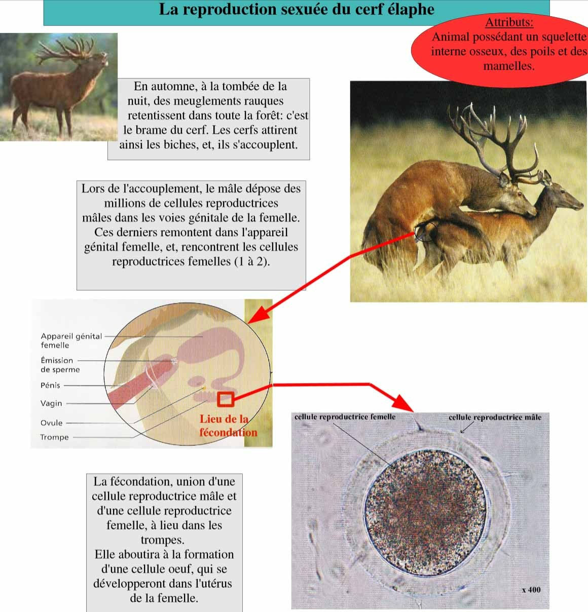 La reproduction sexuée animale et végétale Site de cours de collège et lycée en SVT