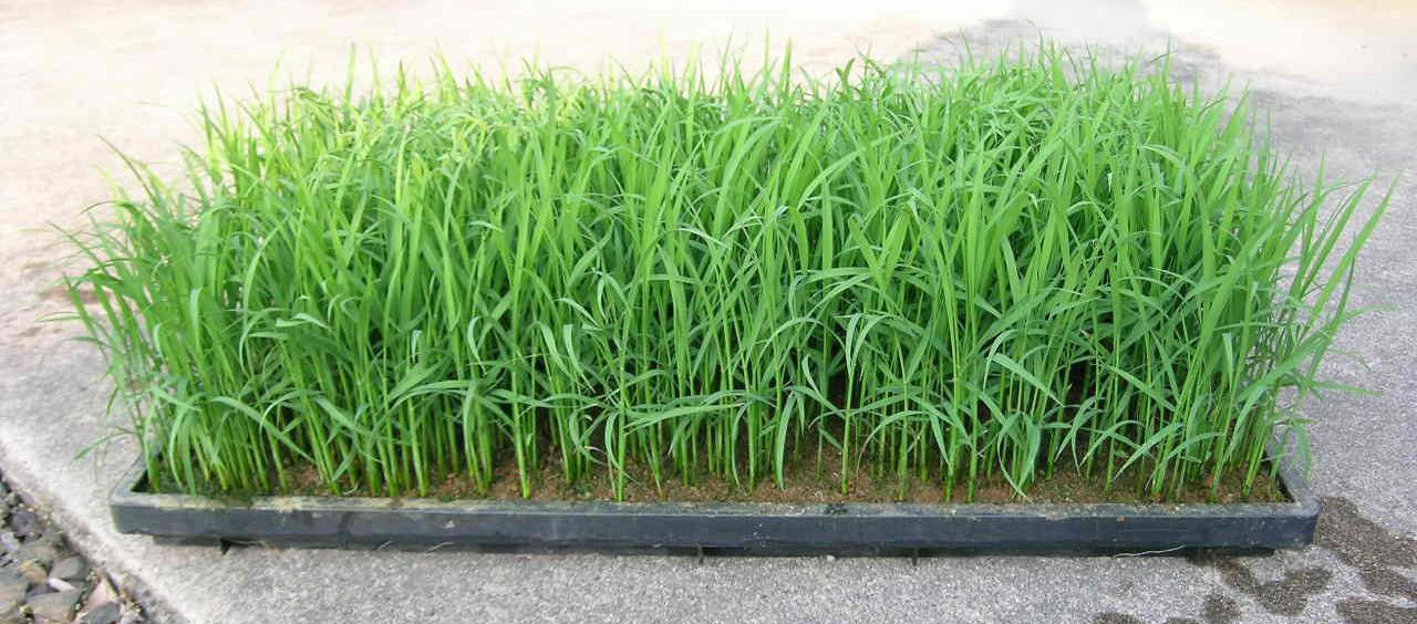稲の作り方 育苗編 週末農業稲作り 稲の作り方 育苗編 週末農業稲作り