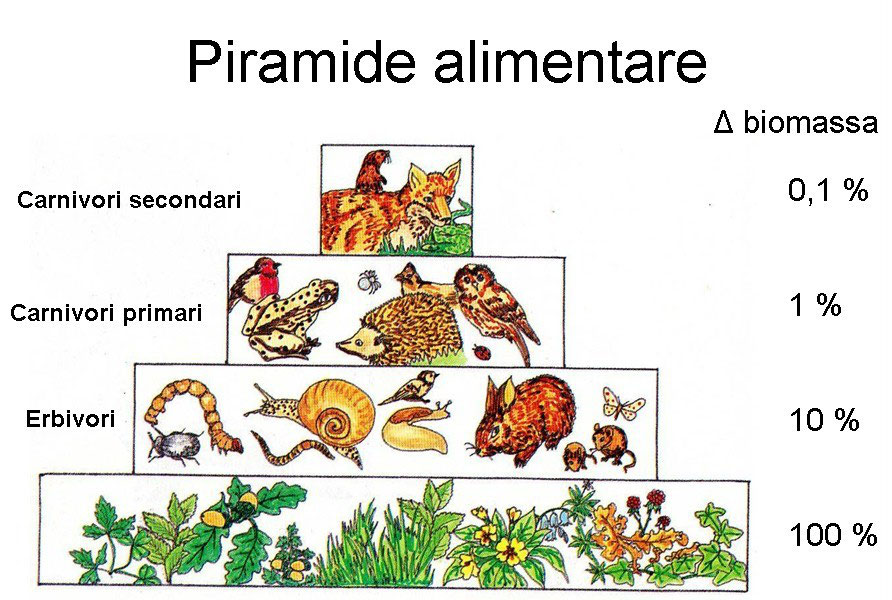 Ecologia BioForFun Ecologia BioForFun