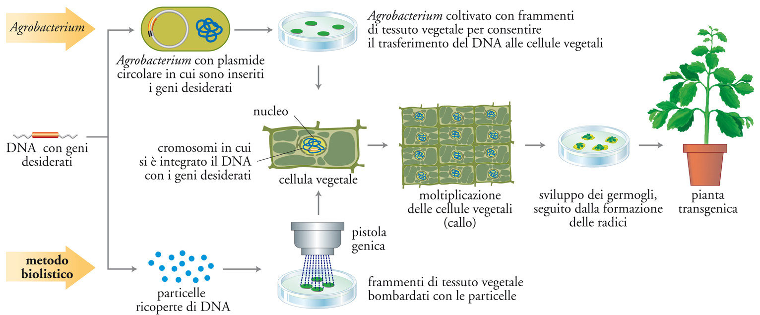 Scienze Biomolecolari Genomiche E Cellulari Biotecnologie - BioForFun