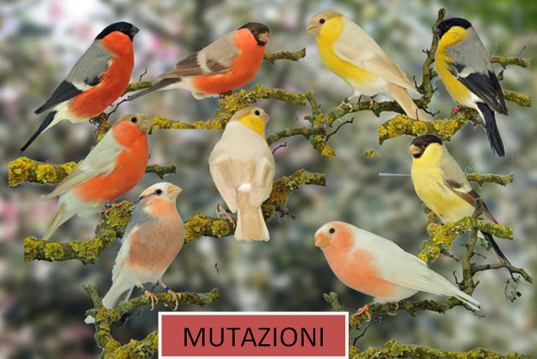 Полярные снегири. Красноголовый снегирь. Снегирь каких цветов бывает. Снегирь обыкновенный pyrrhula pyrrhula. Европейский снегирь.