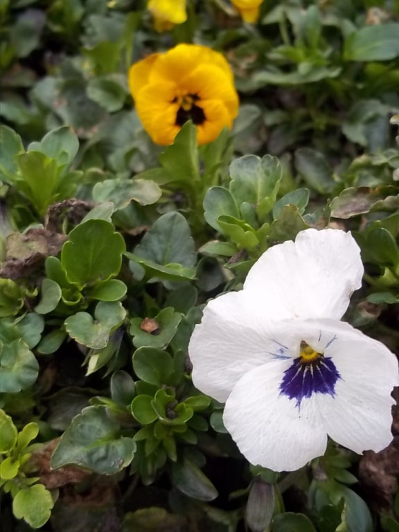 Direktverkauf - Hof Wieting