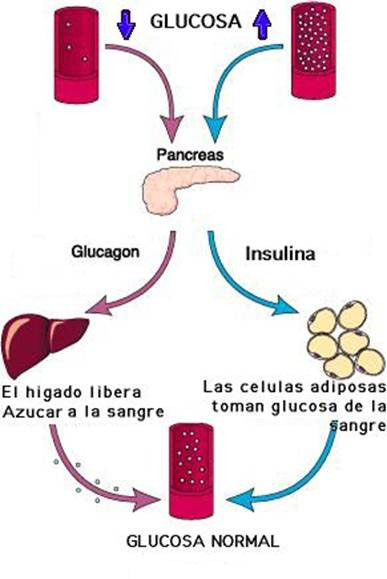 síntomas de diabetes anatomía alvleesklier