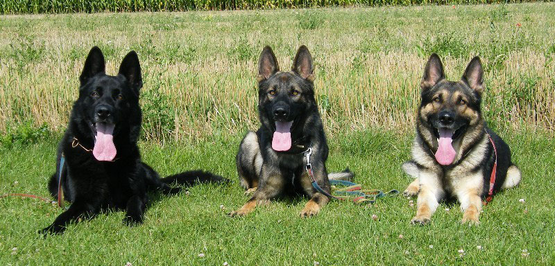 Der Deutsche Schaferhund Verein Fur Deutsche Schaferhunde Sv E V Lg Saarland