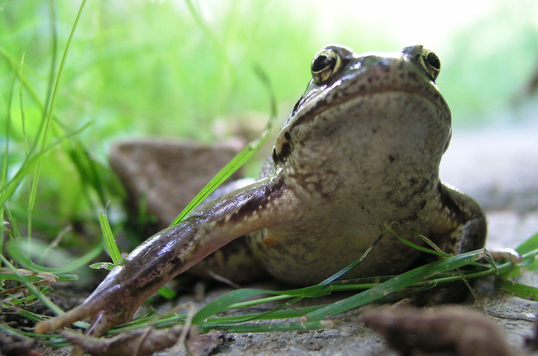 Amphibien nabuleopoldshoehes Webseite!