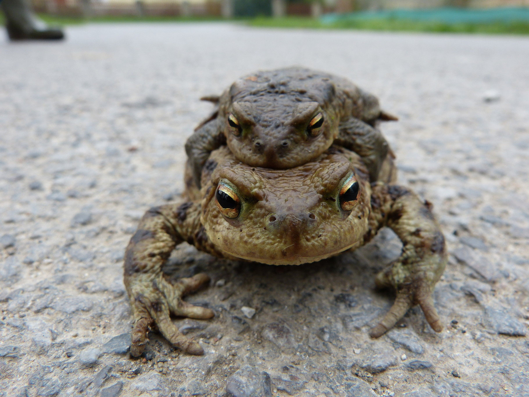 Amphibien nabuleopoldshoehes Webseite!
