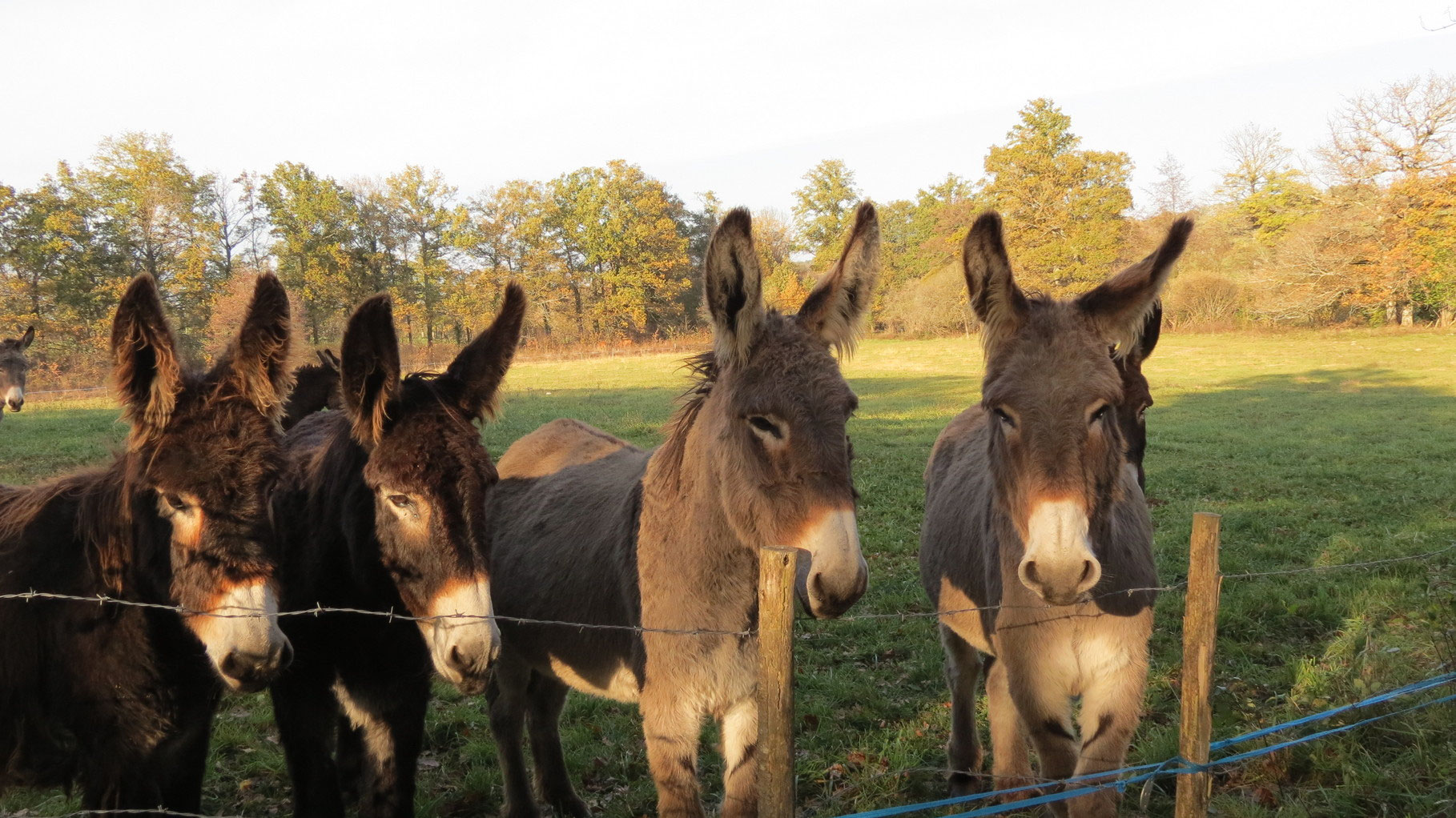 Balade avec un âne Ferme bio Ane & Carotte