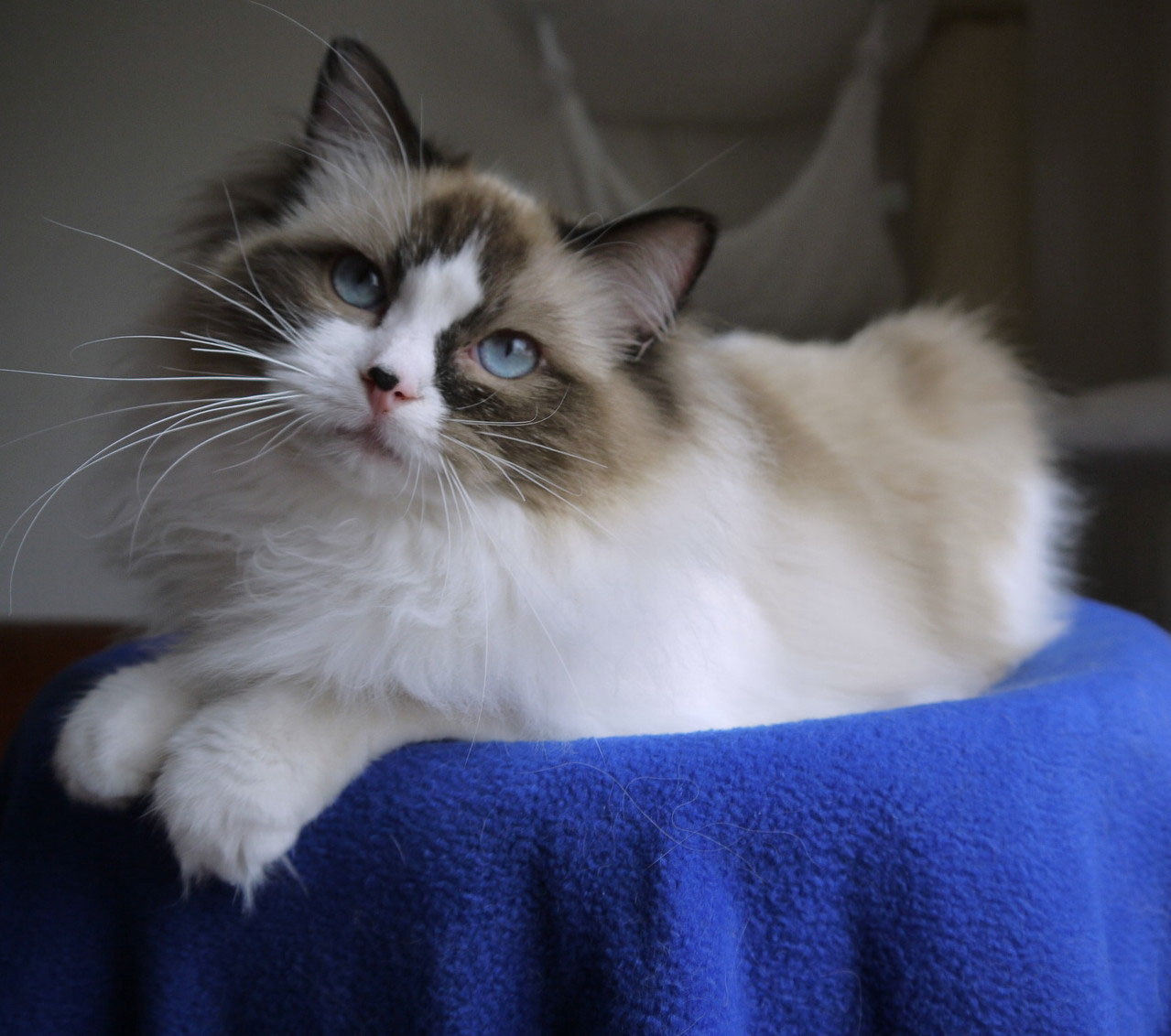 Kajika Rags' Gypsy - kajika-rags Webseite - Traditionelle Ragdolls in ...