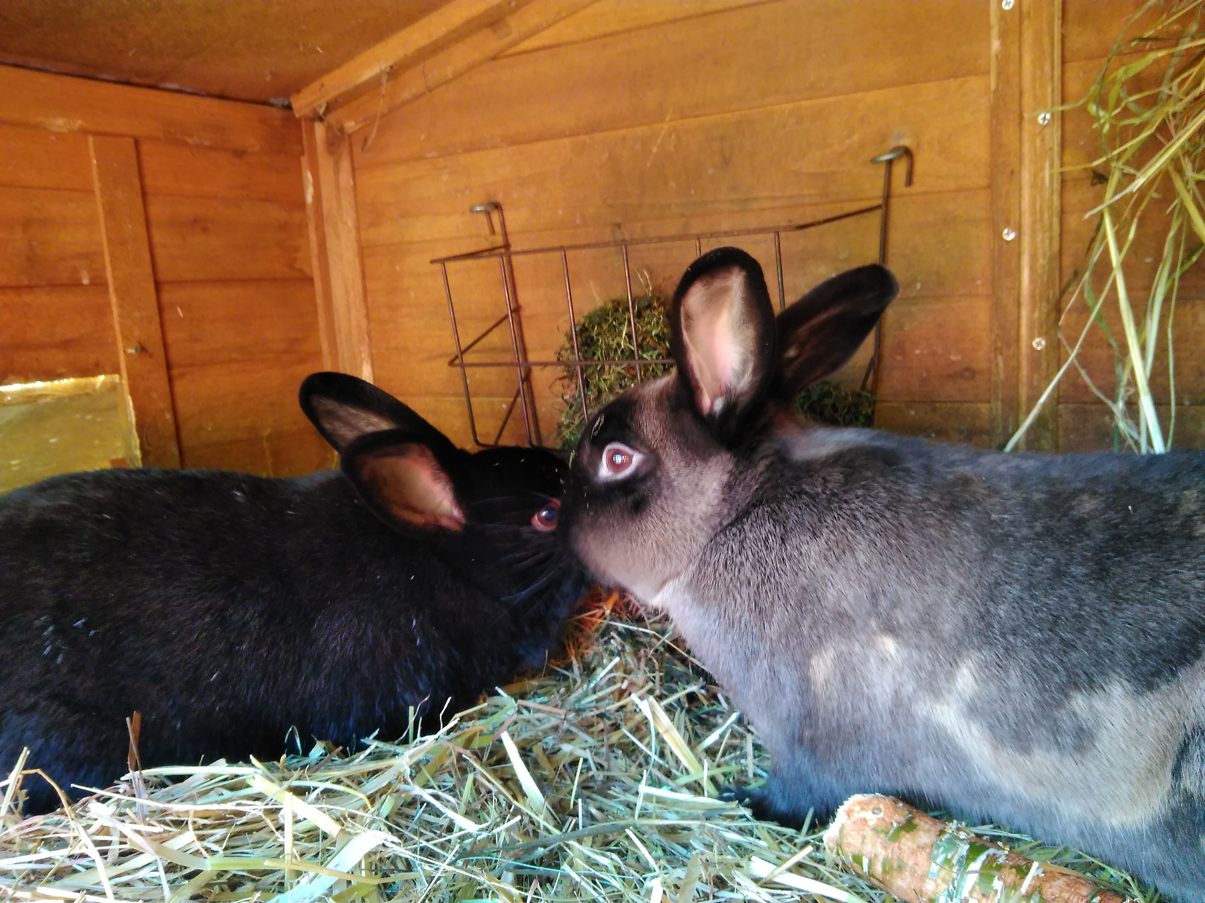 Tiervermittlung Kleintiere Und Heimtiere Tierärztin Dr