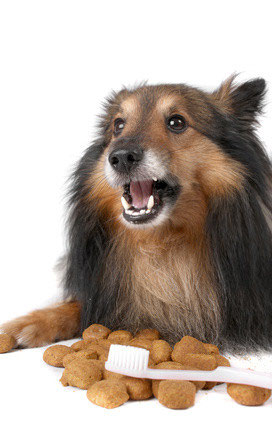 Der Hund Und Seine Zahne Tierarztin Dr Langenbeck Kaufering