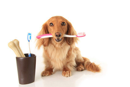 Der Hund Und Seine Zahne Tierarztin Dr Langenbeck Kaufering