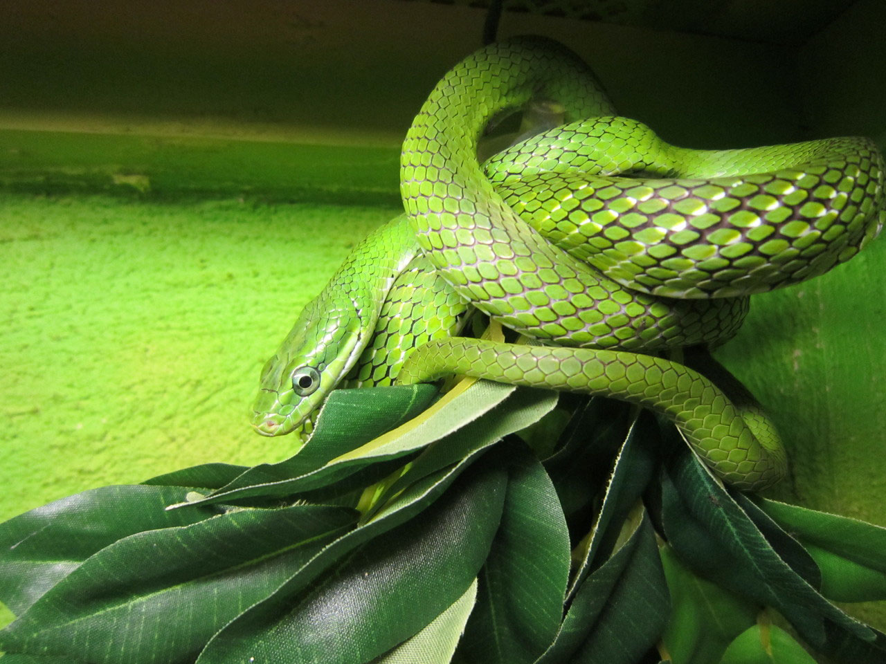 Différences entre gonyosoma Image