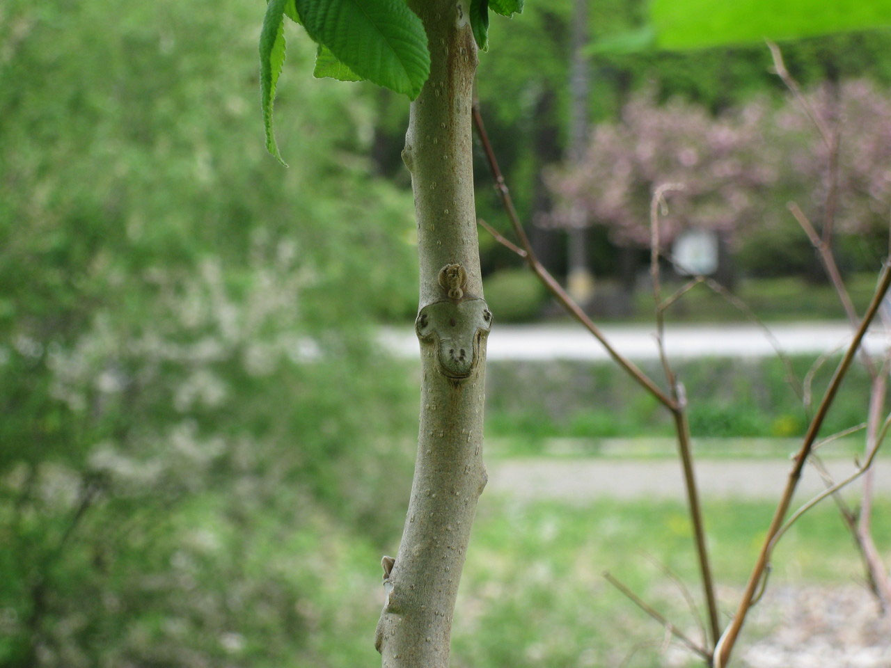宮沢賢治とくるみ - 和グルミプロジェクト