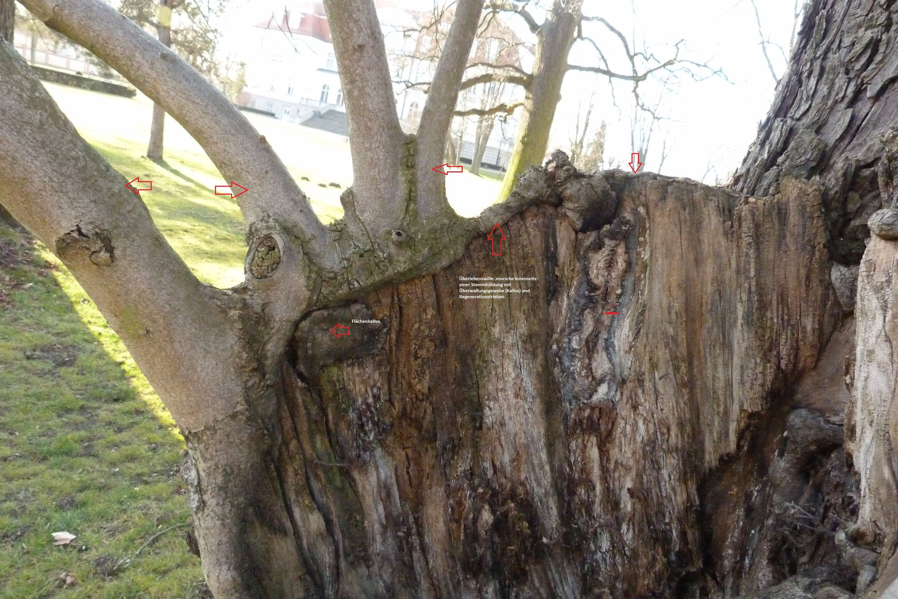 Interessante Baumfotos Baumgutachten Berlin Brandenburg