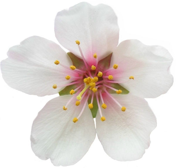 The Structure of the Menorah Divisions Structure Bible Menorah