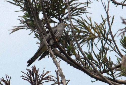 身近なとりno 26 30 あびこ身近なとり