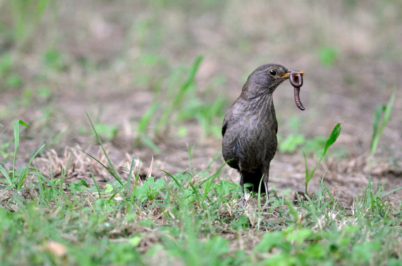Quelques Oiseaux Croisés Sur Lile De Beauté Icoflore