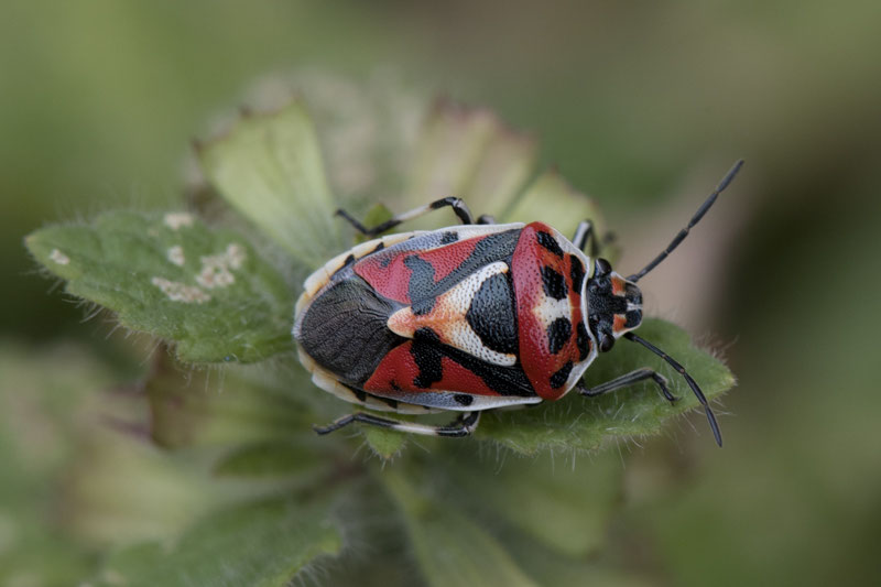 Punaises De La Famille Des Pentatomidees Icoflore Site De Photos Nature Par Fabien Zunino